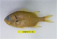 藏品(赤松毬)的圖片